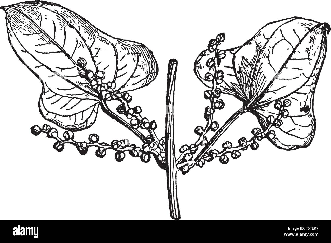 This picture shows the branch of yam plant. This is the male flower of