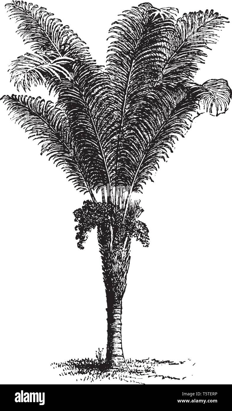 A picture of a Raphia palm which is a tropical palm native to Central and South America, as well to Africa, vintage line drawing or engraving illustra Stock Vector