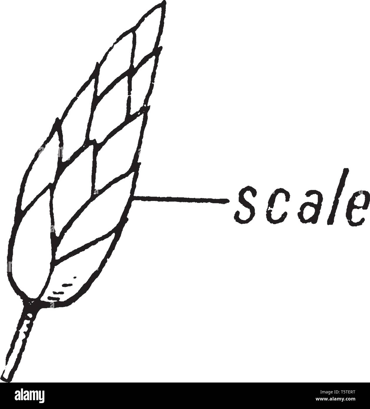 Picture shows the spikelet part of Sedge morphology plant. It shows the scale part of a spikelet. Sedge morphology has spikelet like structures, inter Stock Vector