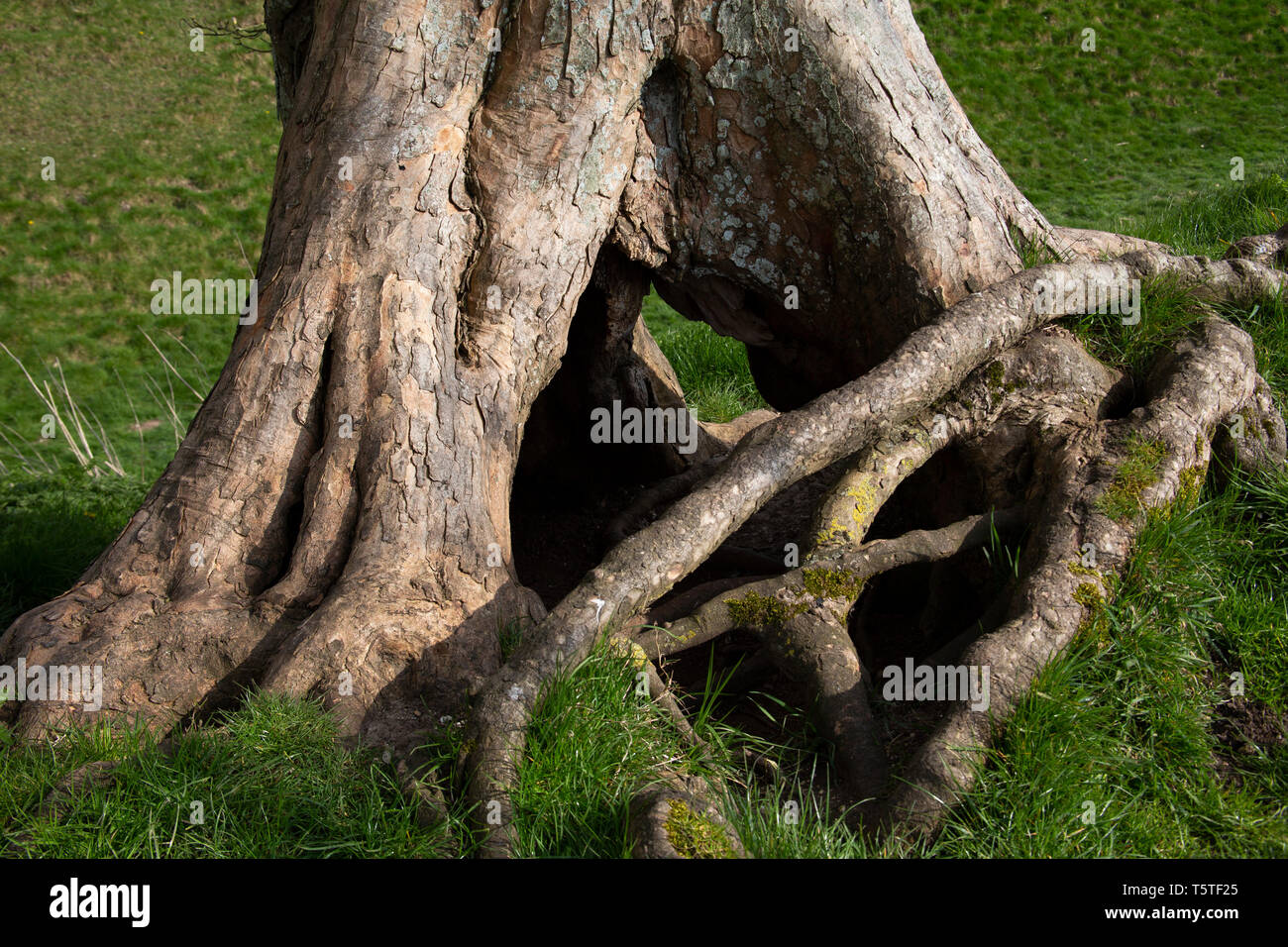 tangled roots of hollow tree Stock Photo