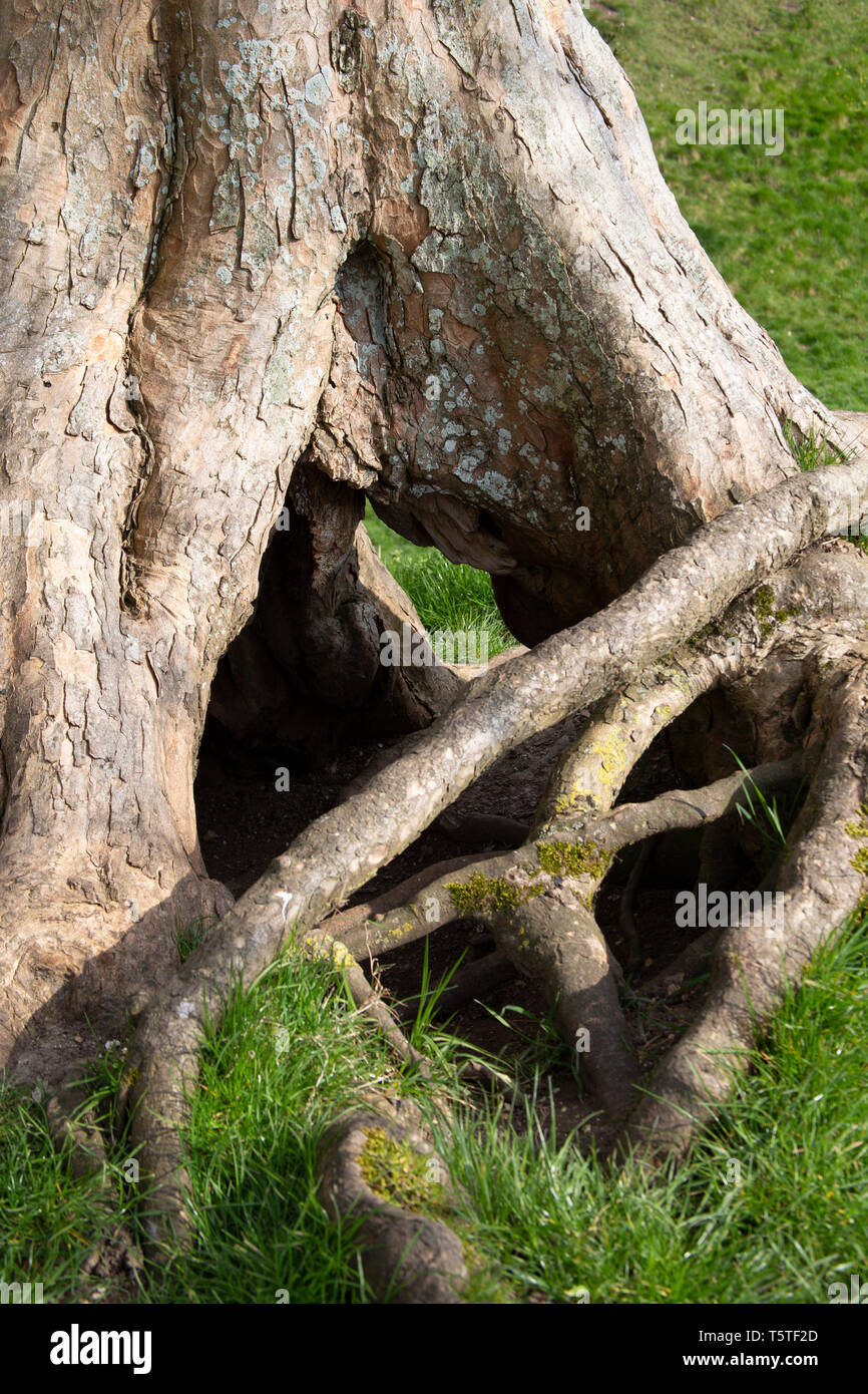 Tangled roots of hollow tree. Build a den. Stock Photo
