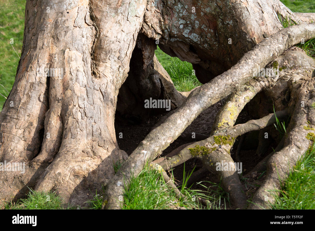 Tangled roots of hollow tree. Build a den. Stock Photo