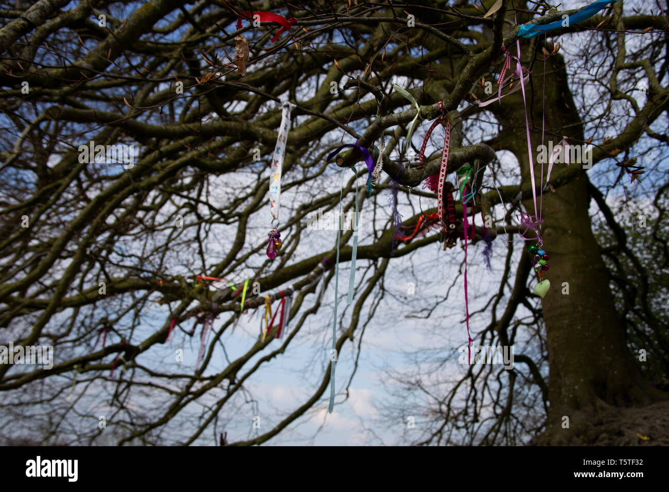 JRR Tolkien's trees, Avebury, Wiltshire Stock Photo