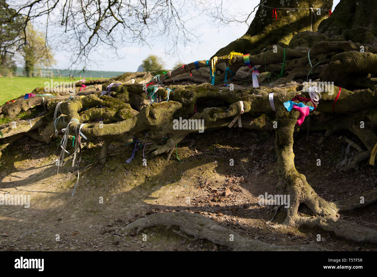 JRR Tolkien's trees, Avebury, Wiltshire Stock Photo