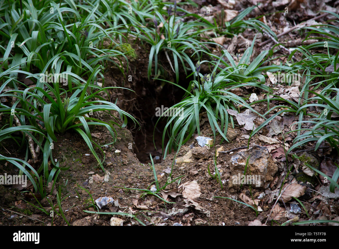 Animal burrow in English woodland Stock Photo