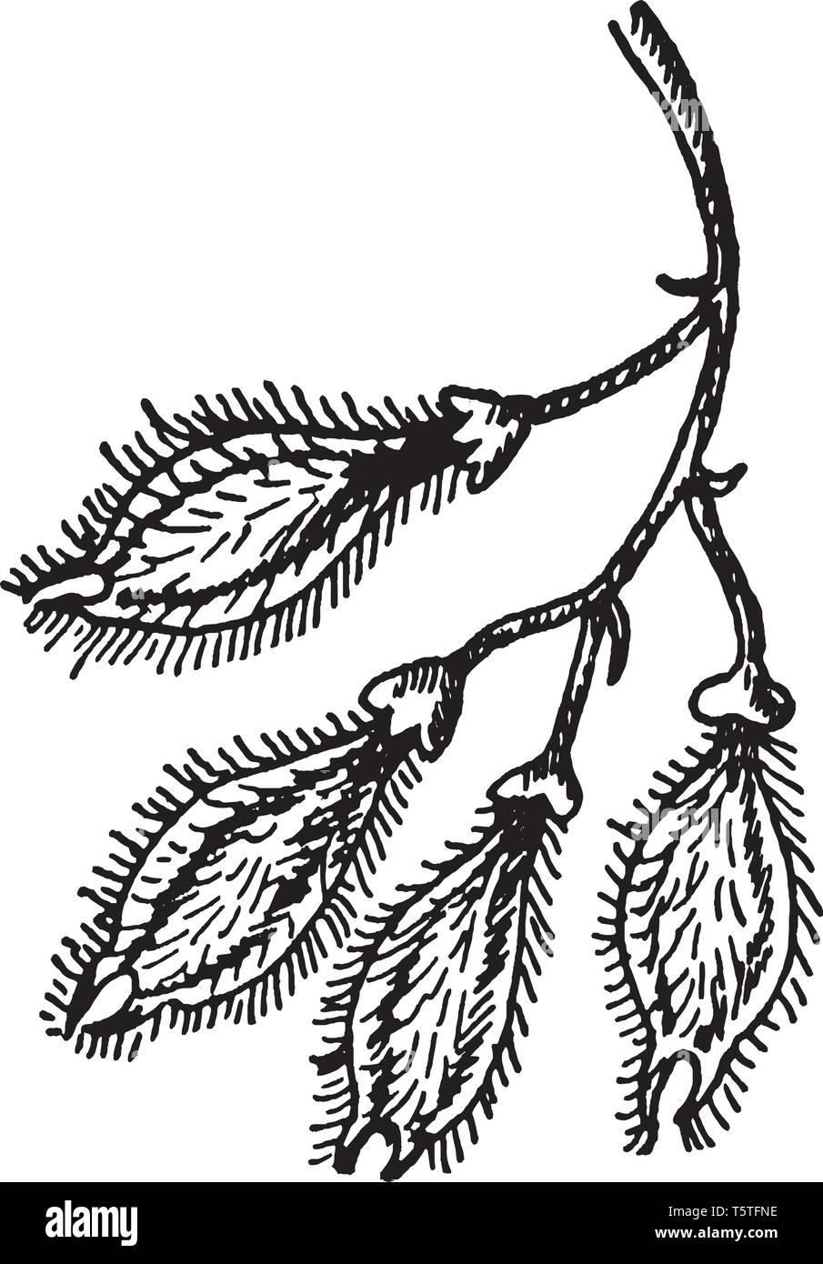 A picture showing the fruit, or samara, of Winged Elm, also known as Ulmus Alata, vintage line drawing or engraving illustration. Stock Vector
