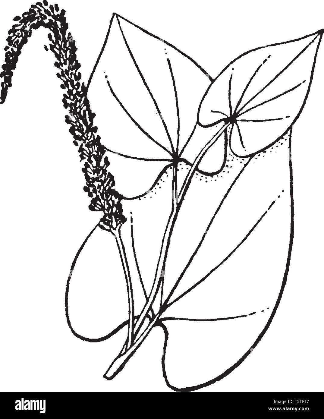 Picture shows the stems of Saururus plant. It is an ornamental plant and is native to eastern North America. Leaves are large in size and are in heart Stock Vector