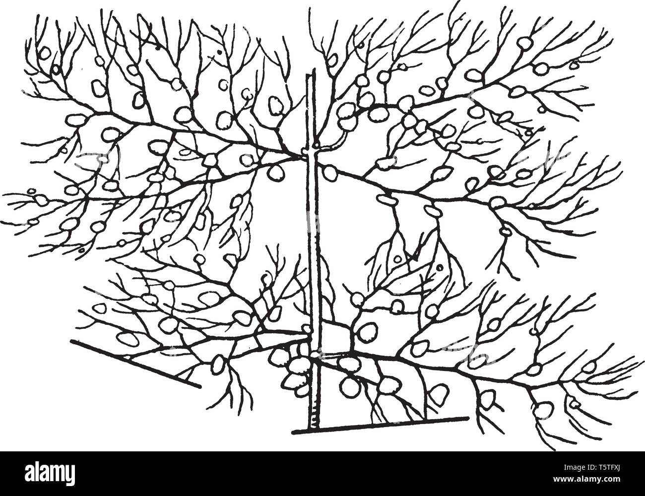 In this frame there is a tree called the Utricularia. The tree is completely dried and its leaves have fallen. It seems to be in the tree bustle, vint Stock Vector