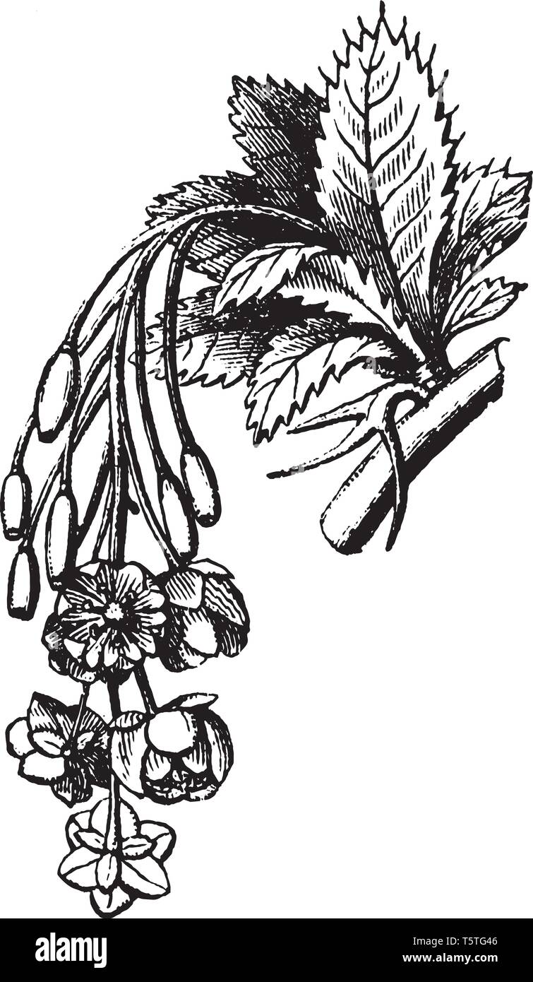 Central flower stalk Stock Vector Images Alamy