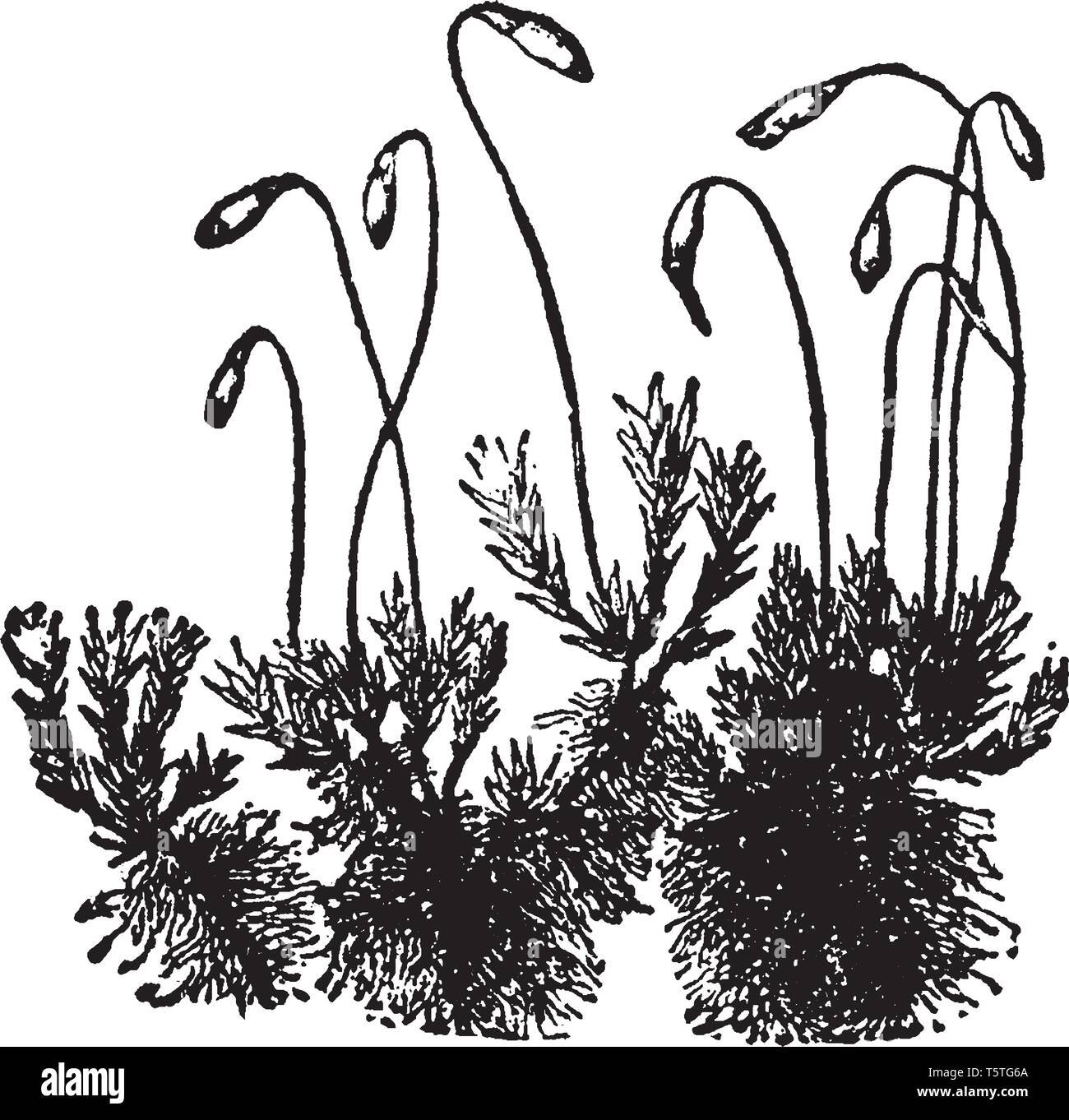 1100 Moss Drawing Illustrations RoyaltyFree Vector Graphics  Clip Art   iStock