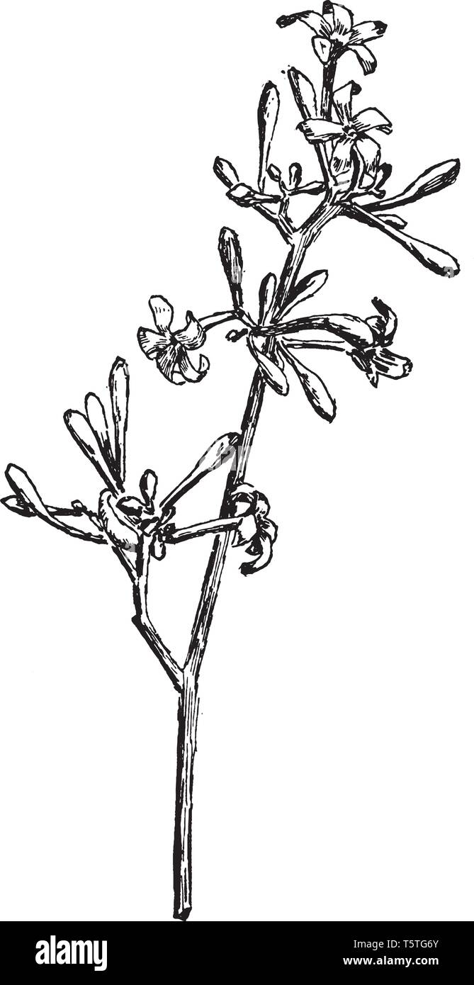 This is a image of flowers of Payapa. Matured flowers turns into papaya, vintage line drawing or engraving illustration. Stock Vector