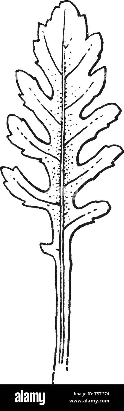 This pictures showing a rorippa leaves. The leaves are up to 30 centimeters long and have toothed to deeply lobed edges, vintage line drawing or engra Stock Vector