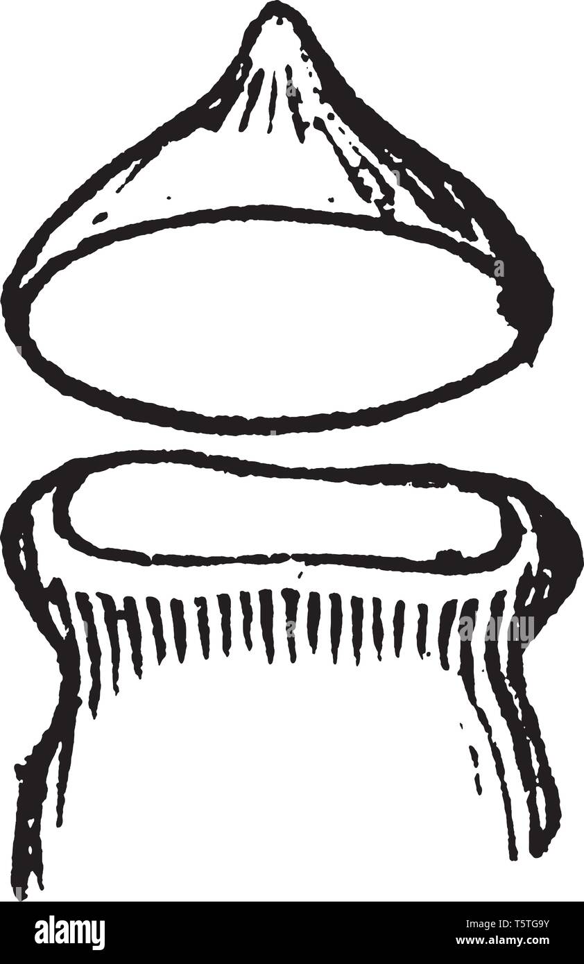 An image of Physcomitrium Pyriforme. The Physcomitrium Pyriforme is commonly known as common bladder-moss. This is Spore-case and detached lid of a Ph Stock Vector
