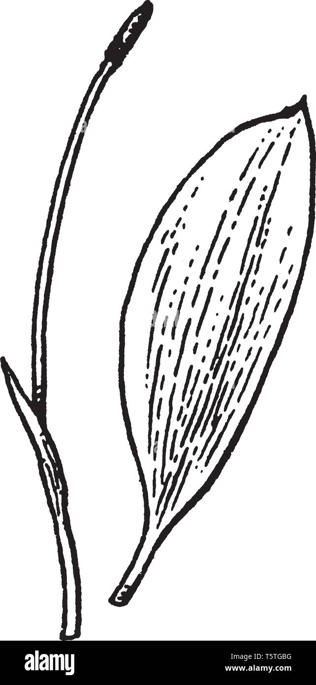 Orontium, sometimes called golden-club, is a genus of flowering plants in the family Araceae. The single living species in the genus is Orontium Aquat Stock Vector