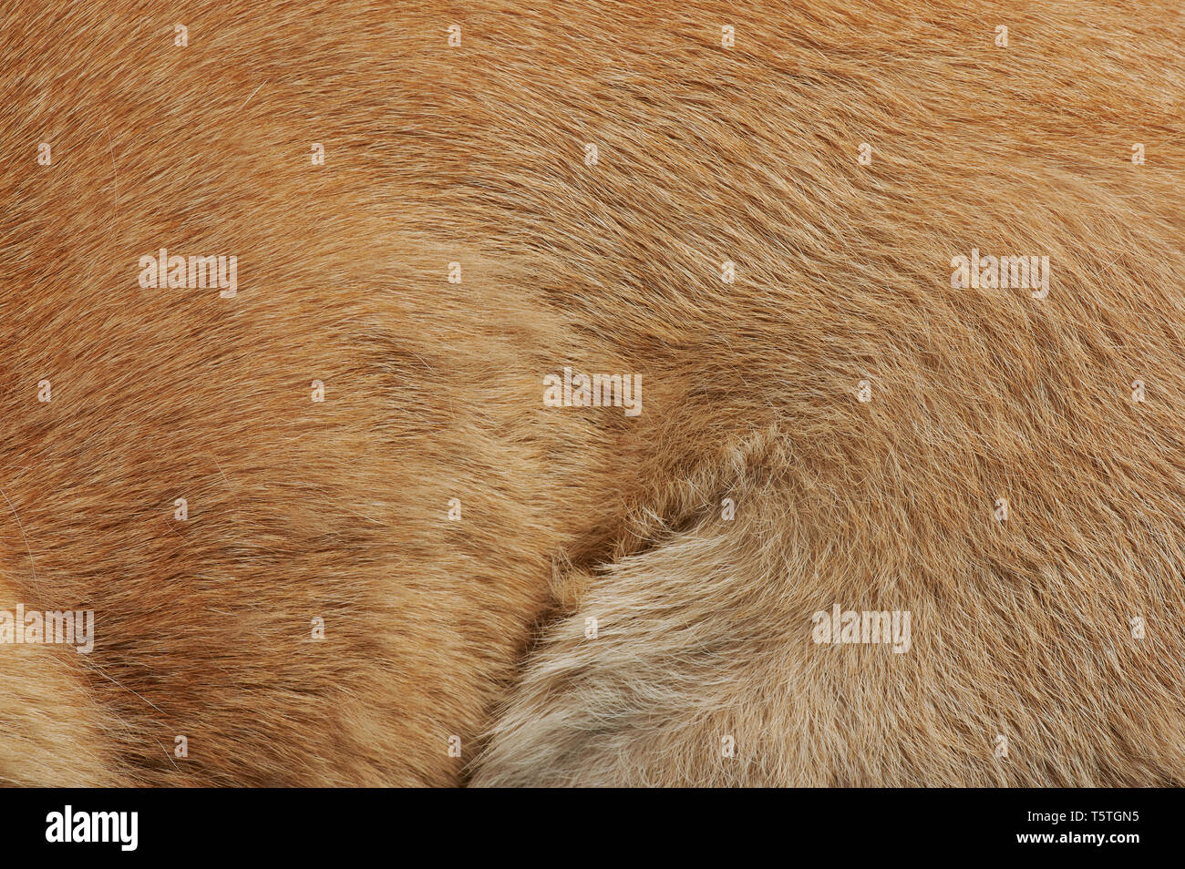 Brown dog fur pattern close up view. Texture of animal hair Stock Photo
