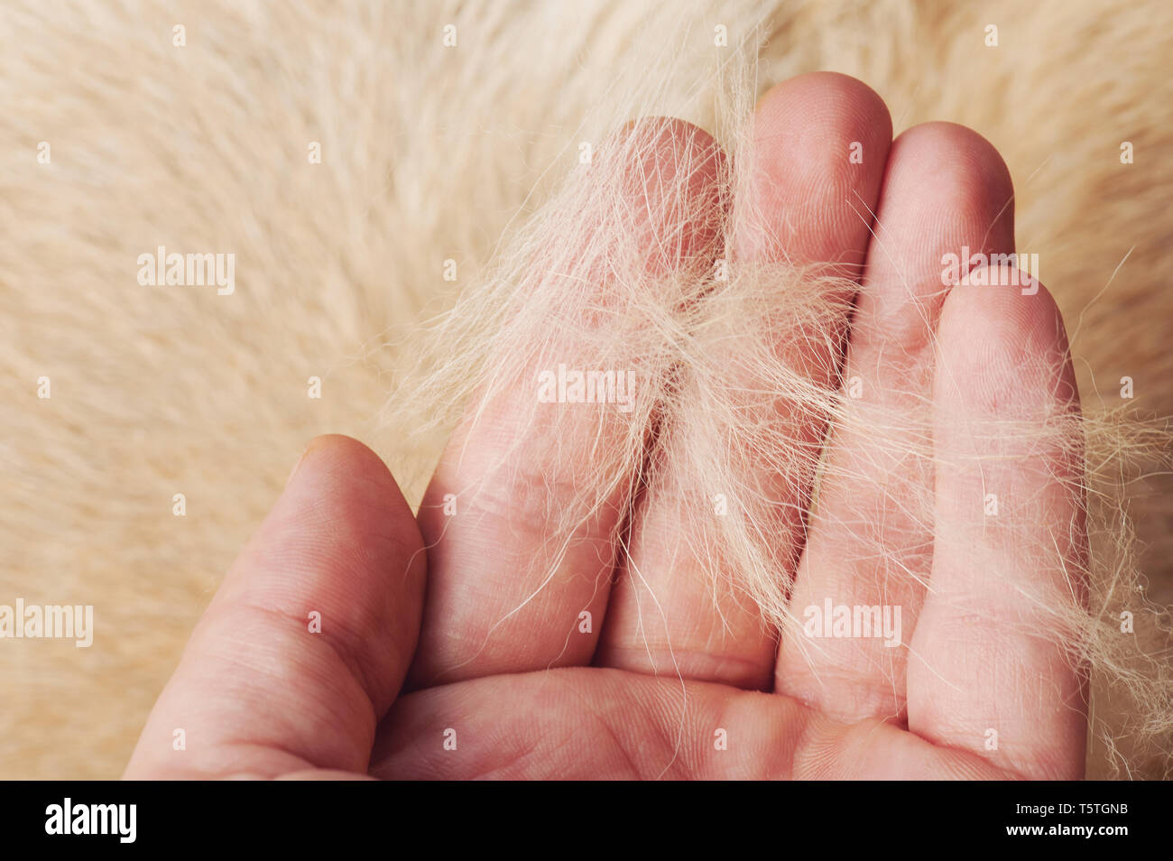 Brown dog fur in human palm close up view Stock Photo