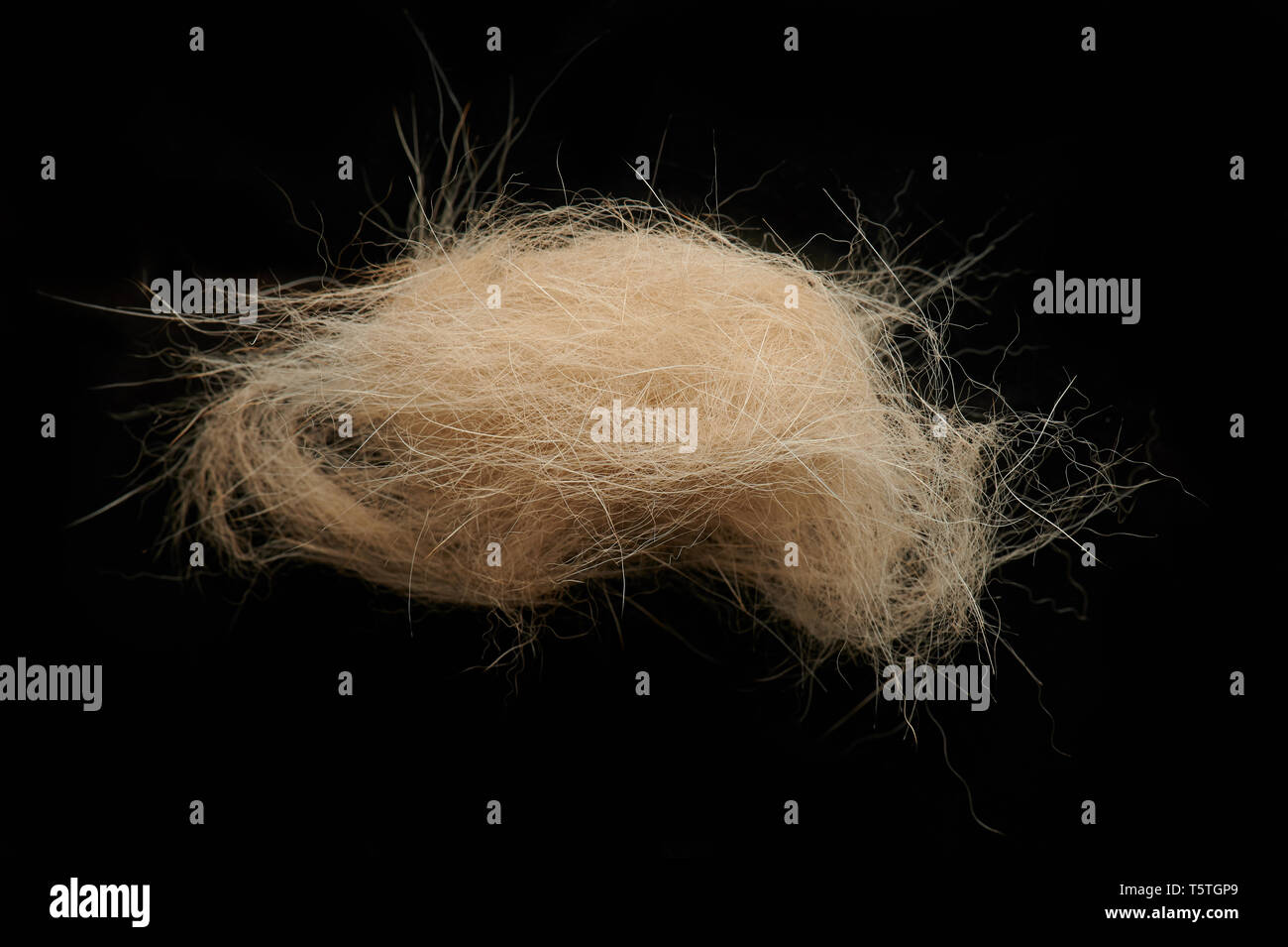 Brown animal fur clump close up isolated on black studio background Stock Photo