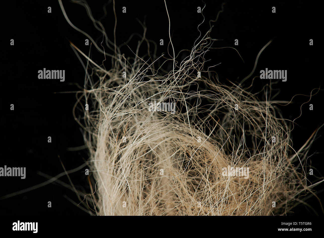 Messy animal hair isolated on black background Stock Photo
