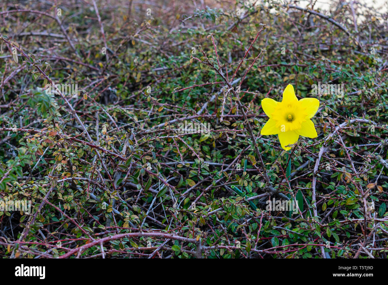 A Single Daffodil Grows Out of A Bush Stock Photo Alamy