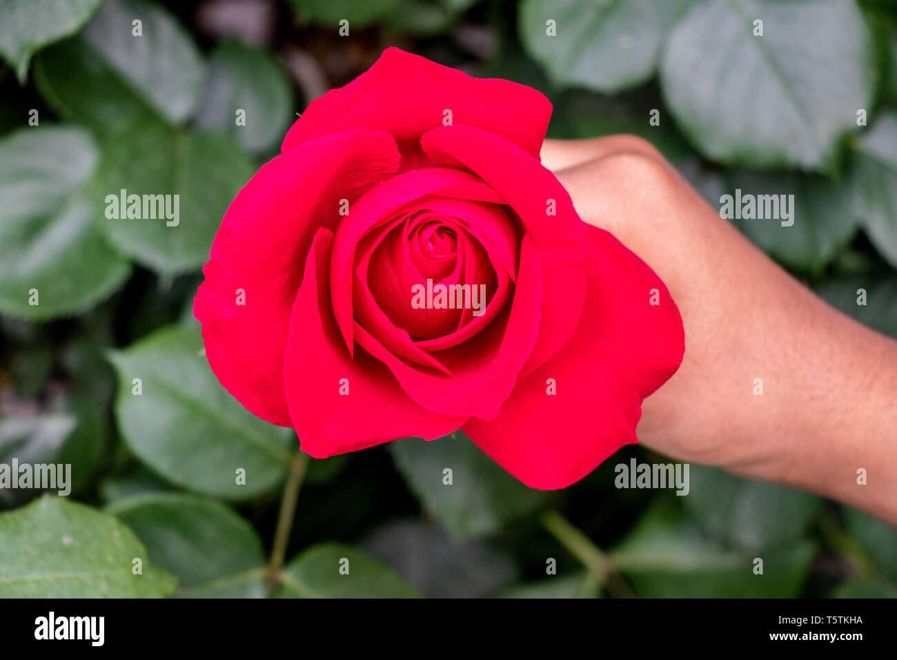 Red Rose in hand on the rosebush Stock Photo Alamy