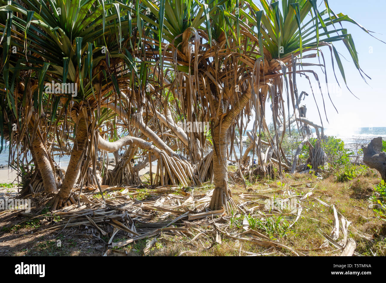 Woody Head, near Iluka, New South Wales, Australia Stock Photo Alamy