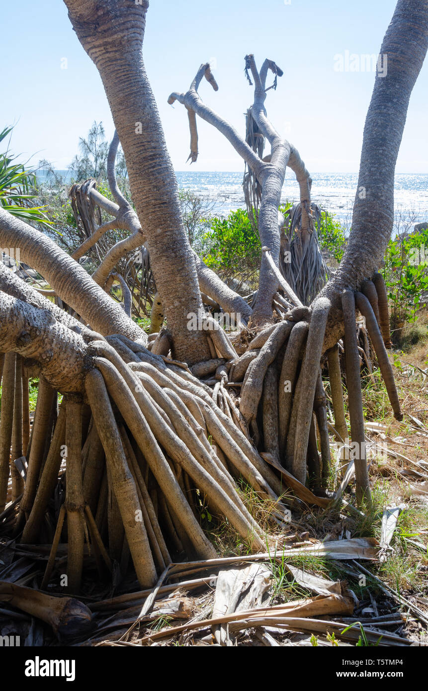 Plant roots australia hi-res stock photography and images - Alamy