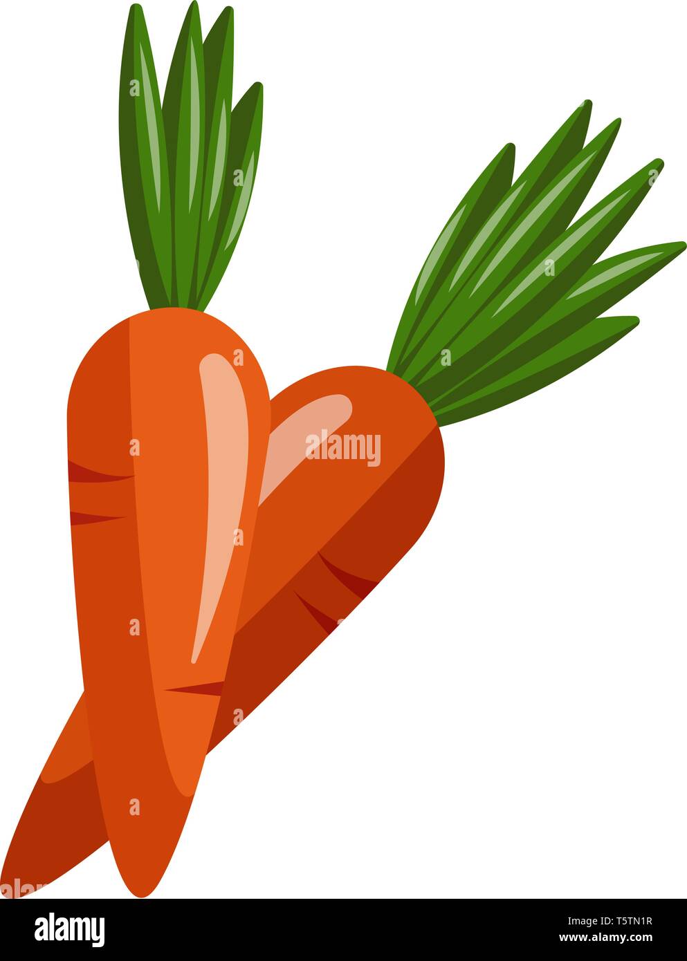 Two Orange carrots with green leaves on top for each of them, vector ...