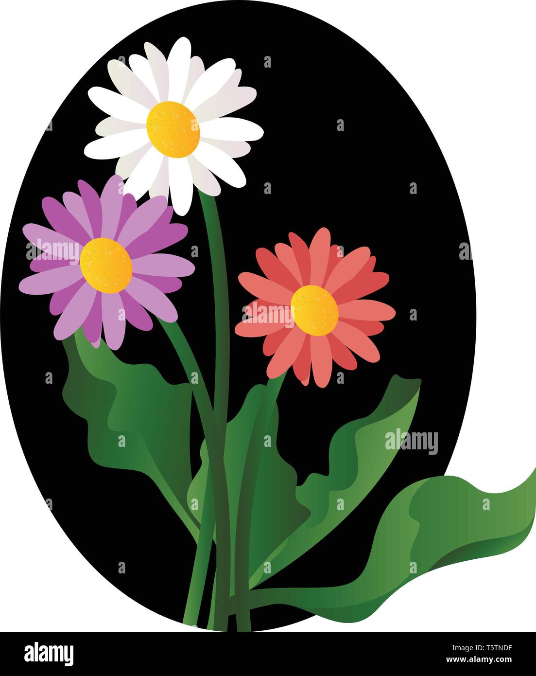 Vector illustration of violet white and pink daisy flowers with green leafs on white background. Stock Vector