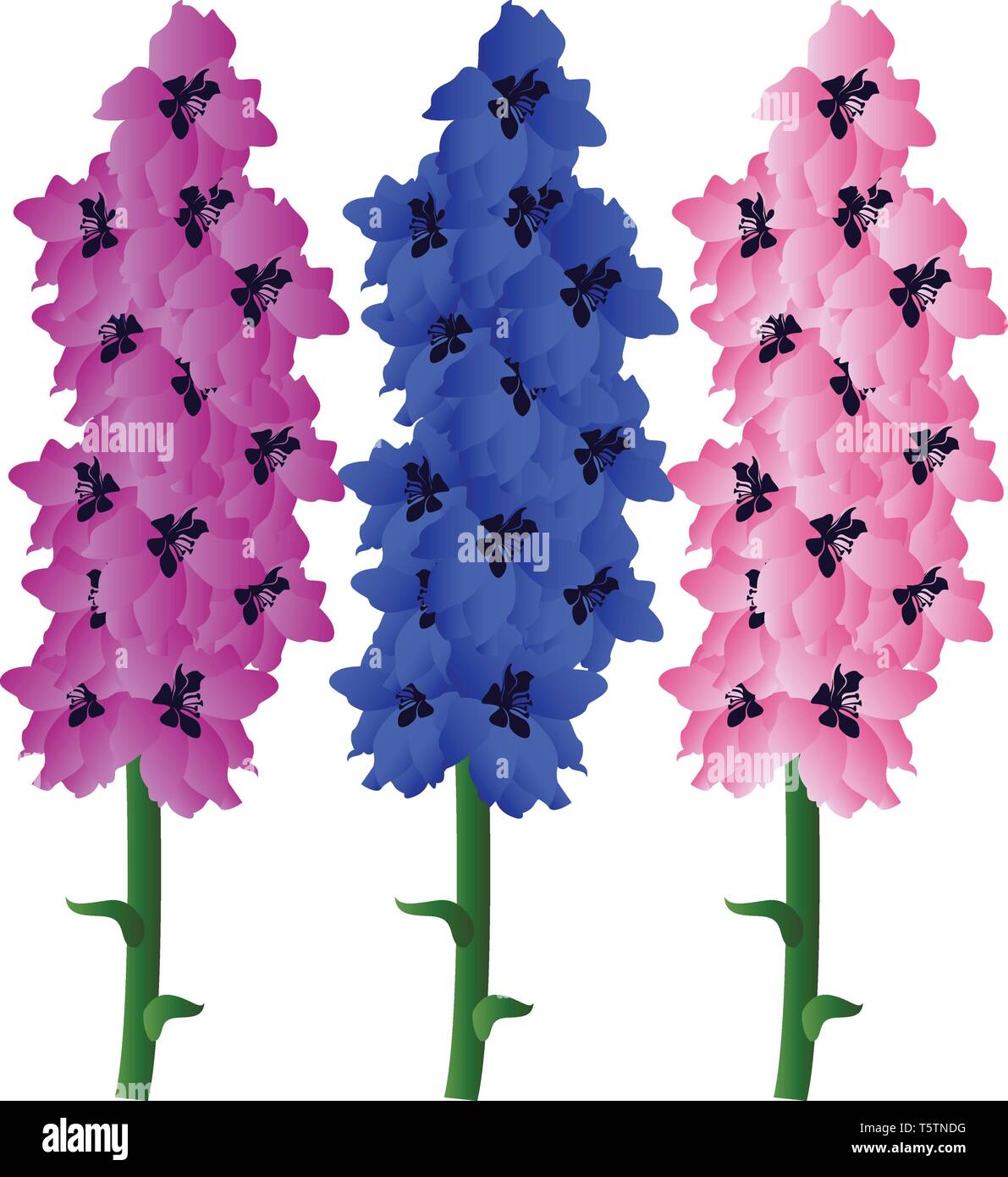 Vector illustration of violet blue and pink delphinium  flowers with green leafs on white background. Stock Vector