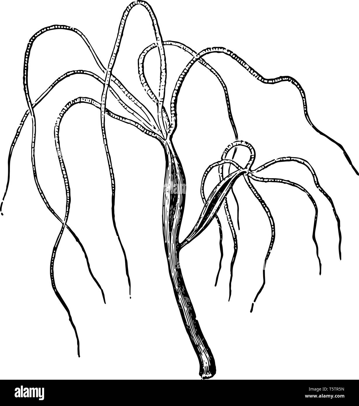 Hydra Viridis High Resolution Stock Photography And Images Alamy
