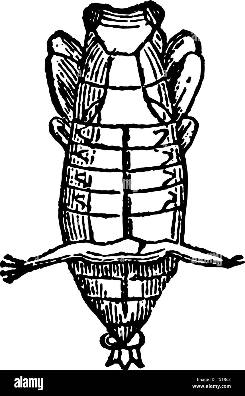 Upper Side of Pupa of Tiger Beetle suck out the contents of is abdomen vintage line drawing or engraving illustration. Stock Vector