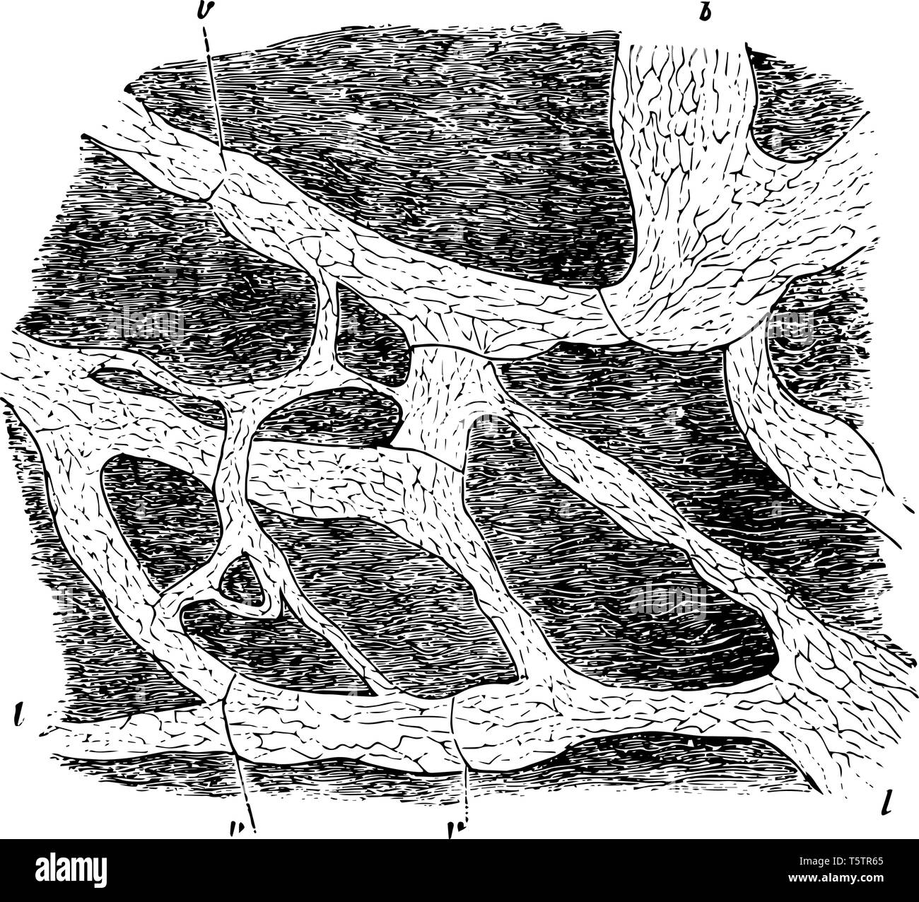 Lymphatics of Rabbit Diaphragm stained with silver nitrate vintage line drawing or engraving illustration. Stock Vector