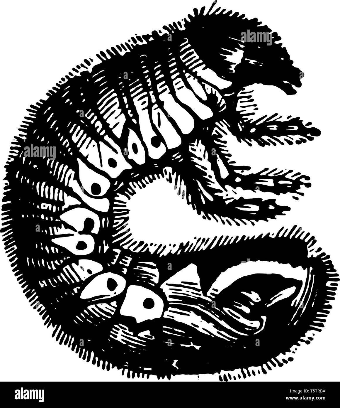 Attack roots Stock Vector Images - Alamy