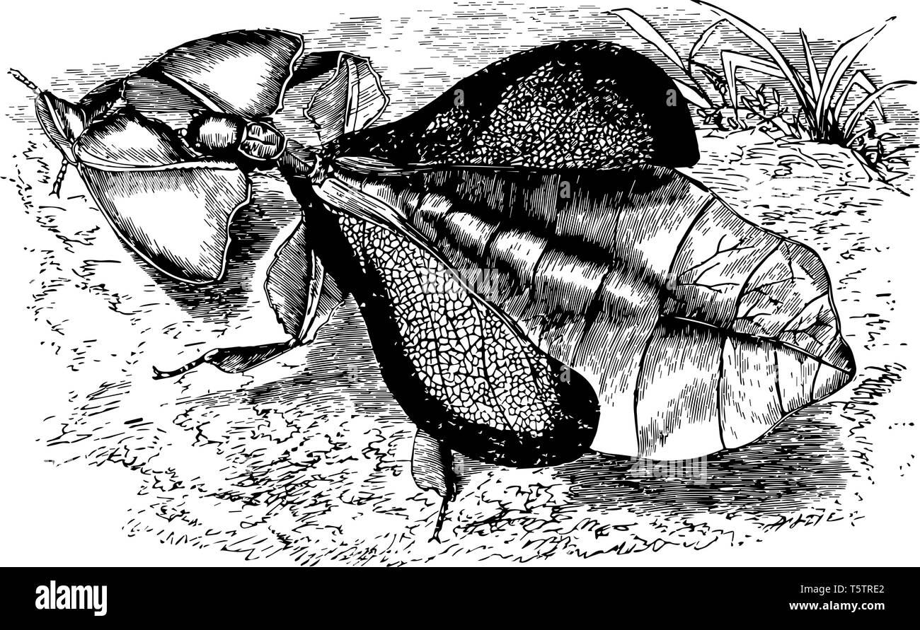 Female Leaf Insect has a natural camouflage vintage line drawing or ...