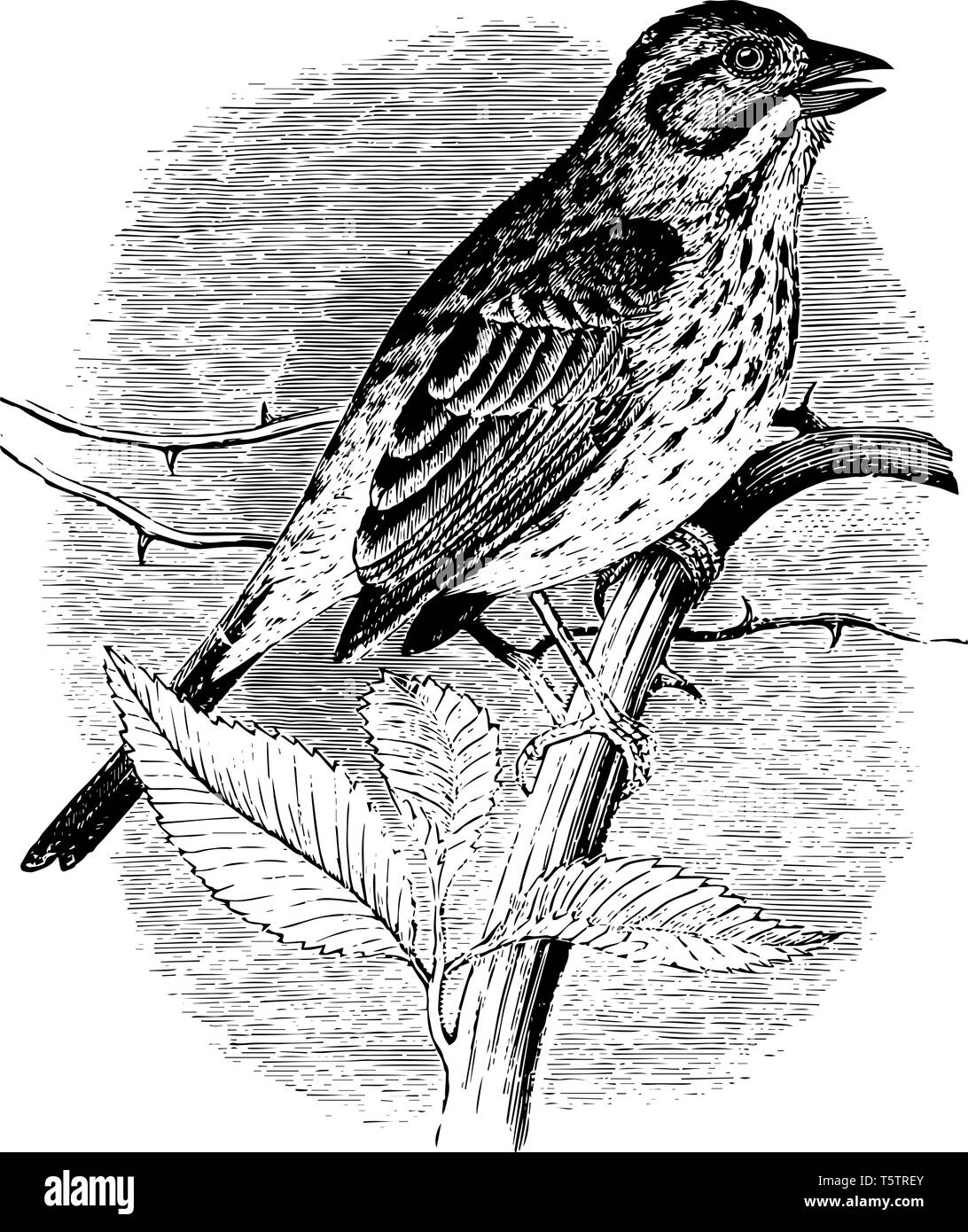Song Sparrow is a medium sized American sparrow vintage line drawing or engraving illustration. Stock Vector