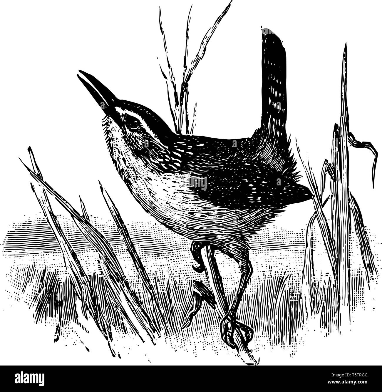 Marsh Wren is a small North American songbird of the wren family vintage line drawing or engraving illustration. Stock Vector