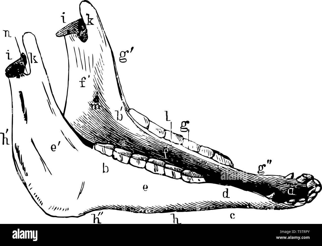 нижняя челюсть коровы