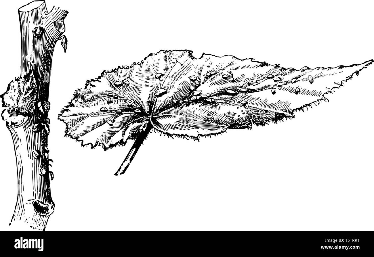 This illustration represents Begonia Phyllomaniaca where the leaves are four to six inches long and slightly fringed, vintage line drawing or engravin Stock Vector