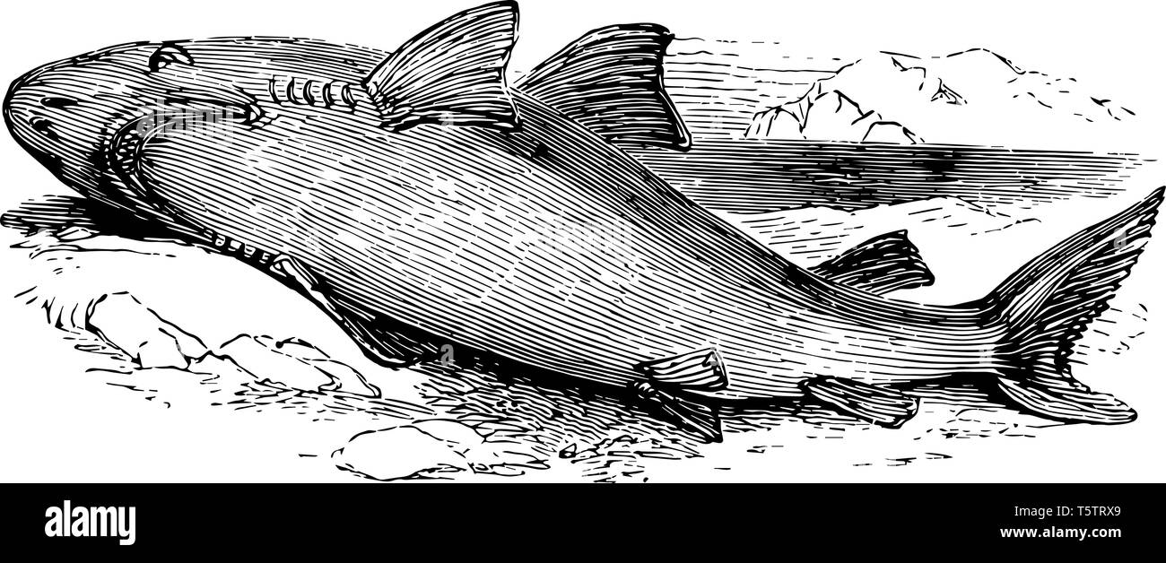 Great White Shark is a large shark found in all major oceans vintage