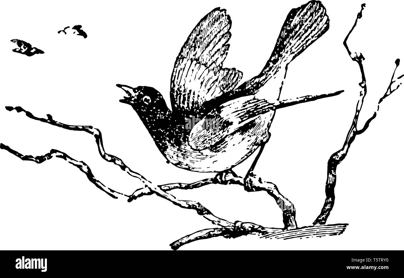 Redstart is a genus of American birds vintage line drawing or engraving illustration. Stock Vector