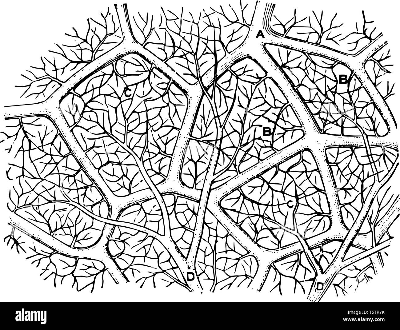 Alveoli sacs Black and White Stock Photos & Images - Alamy