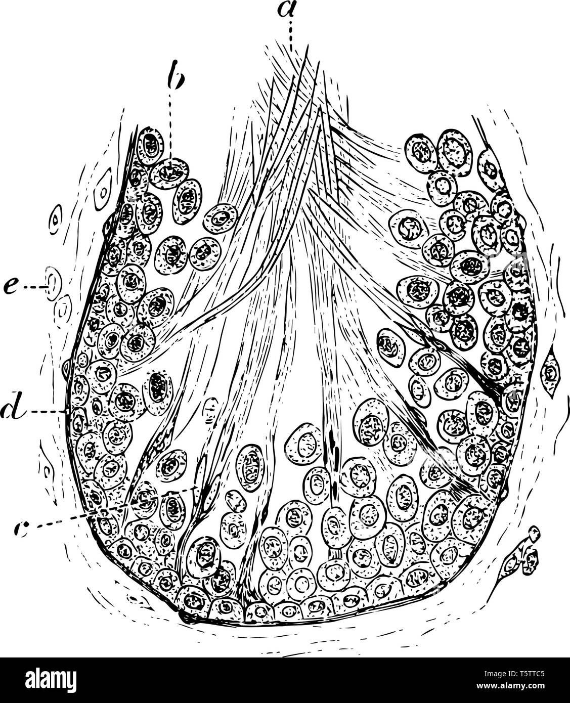 Section of a Tubule of the Testicle of a Rat to show the formation of the spermatozoa vintage line drawing or engraving illustration. Stock Vector