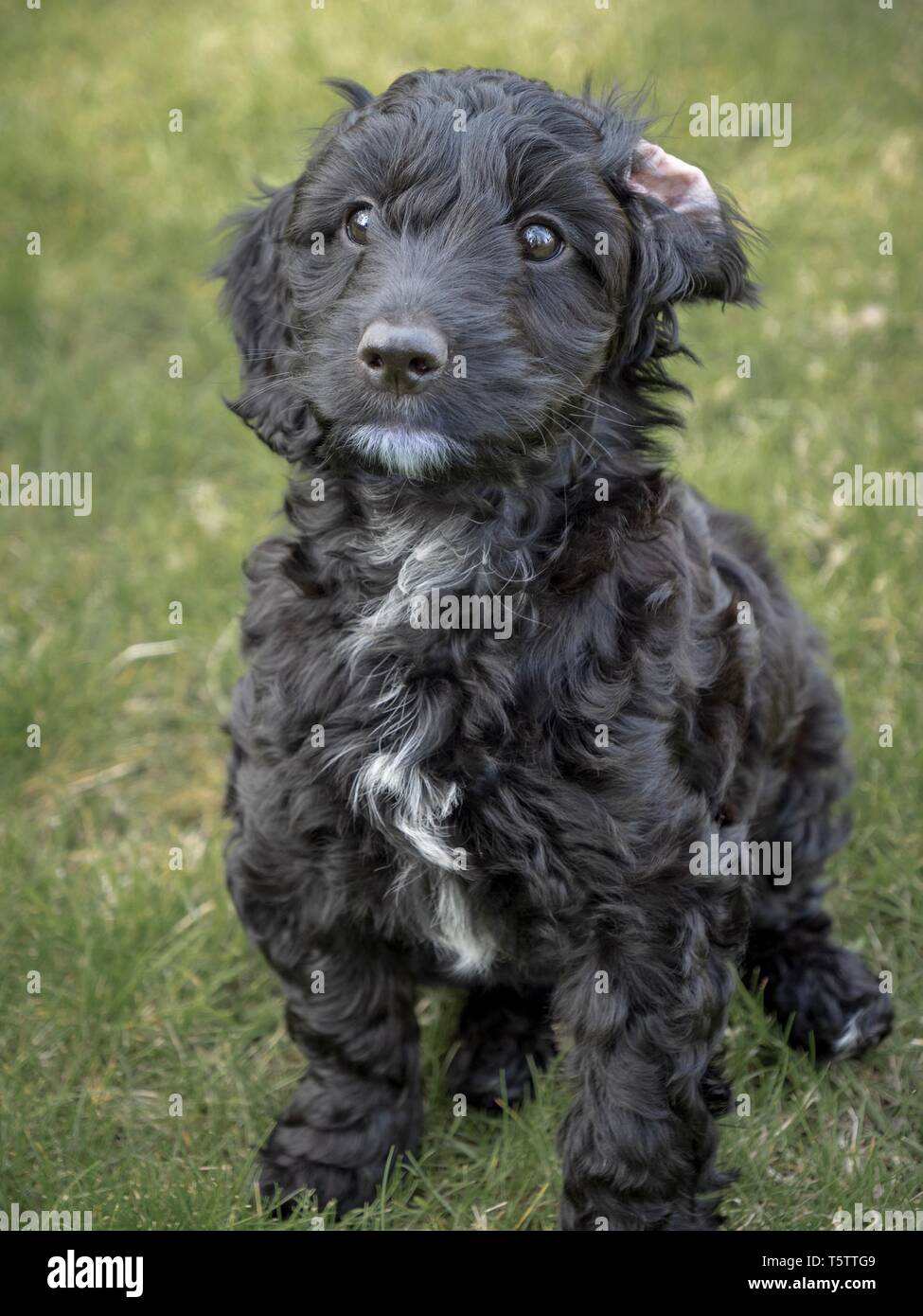 A small, cute, black cockapoo puppy sitting in a garden with one ear folded back Stock Photo