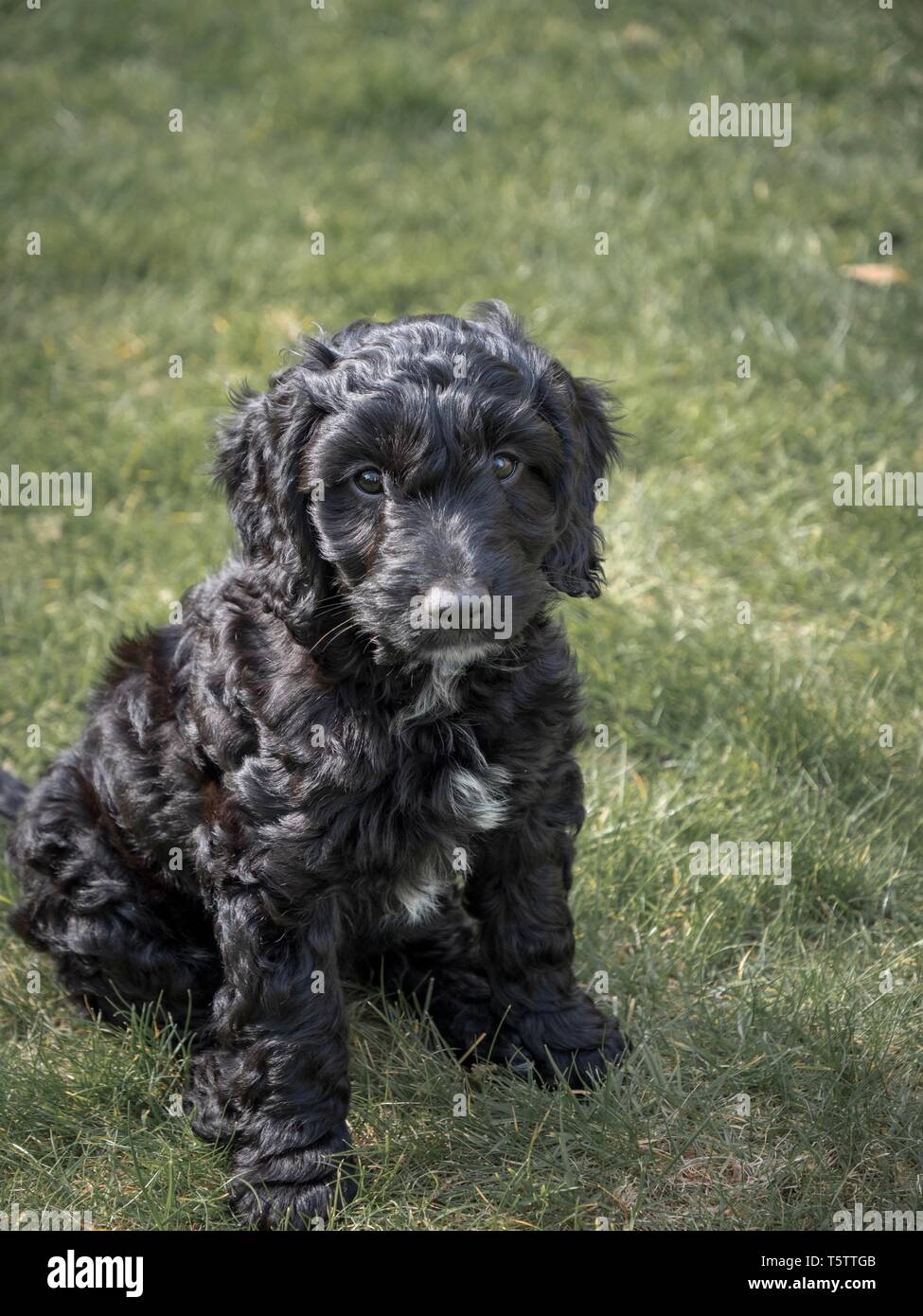 A small, cute, black cockapoo puppy sat outside on a patch of grass Stock Photo