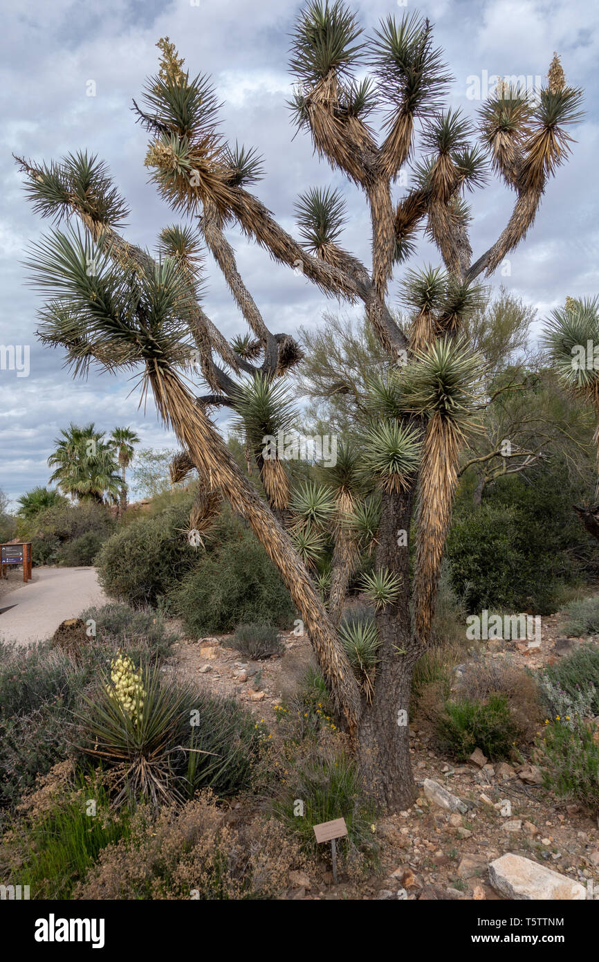 Joshua Tree (Yucca brevifolia) at the ArizonaSonora Desert Museum in Tucson, Arizona, USA Stock
