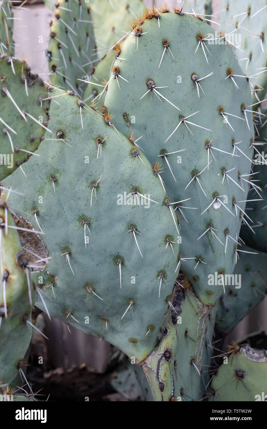 Beavertail pricklypear cactus (Opuntia basilaris) in Tucson, Arizona, USA Stock Photo