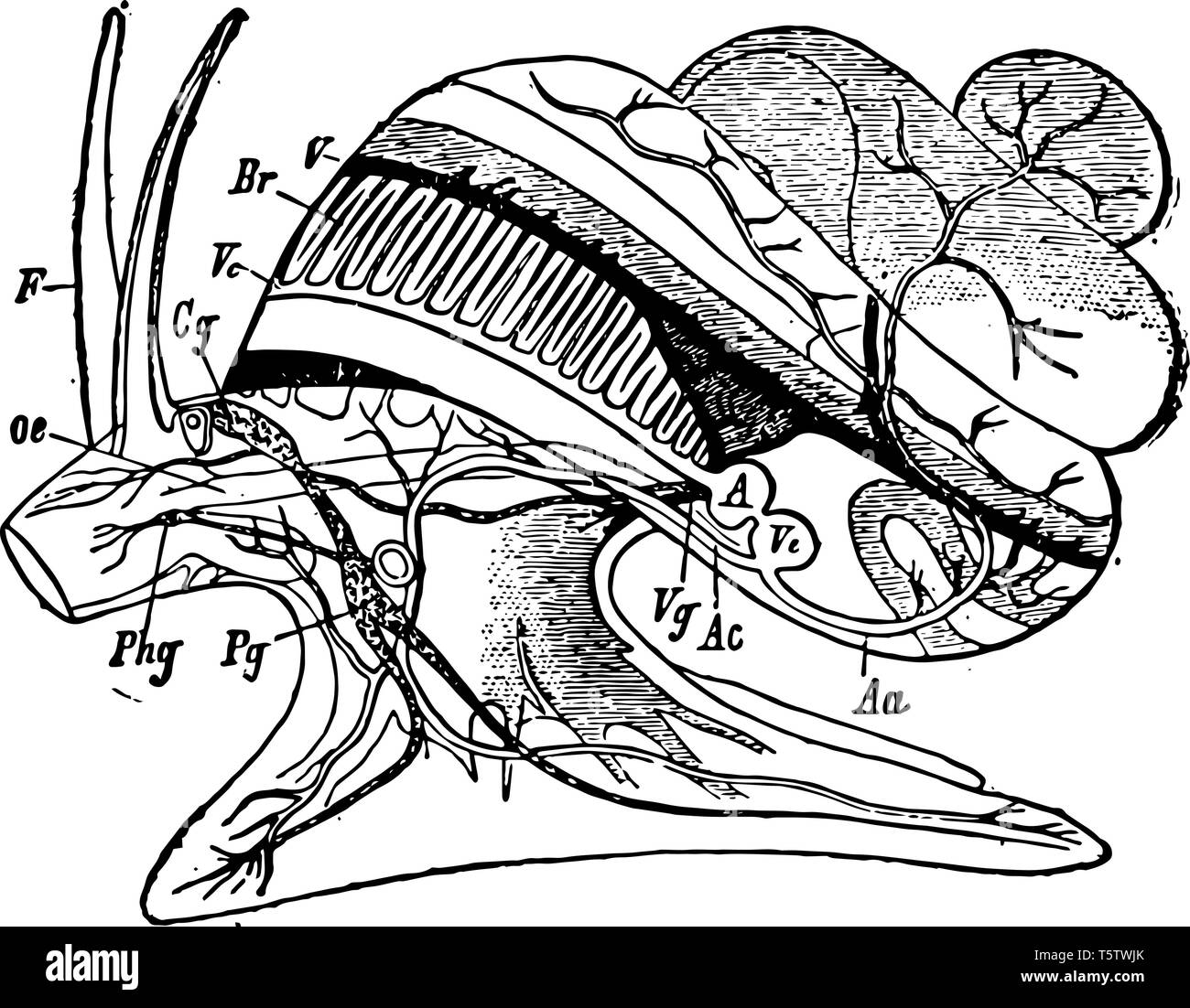 This illustration represents Circulatory and Nervous System of a Snail vintage line drawing or