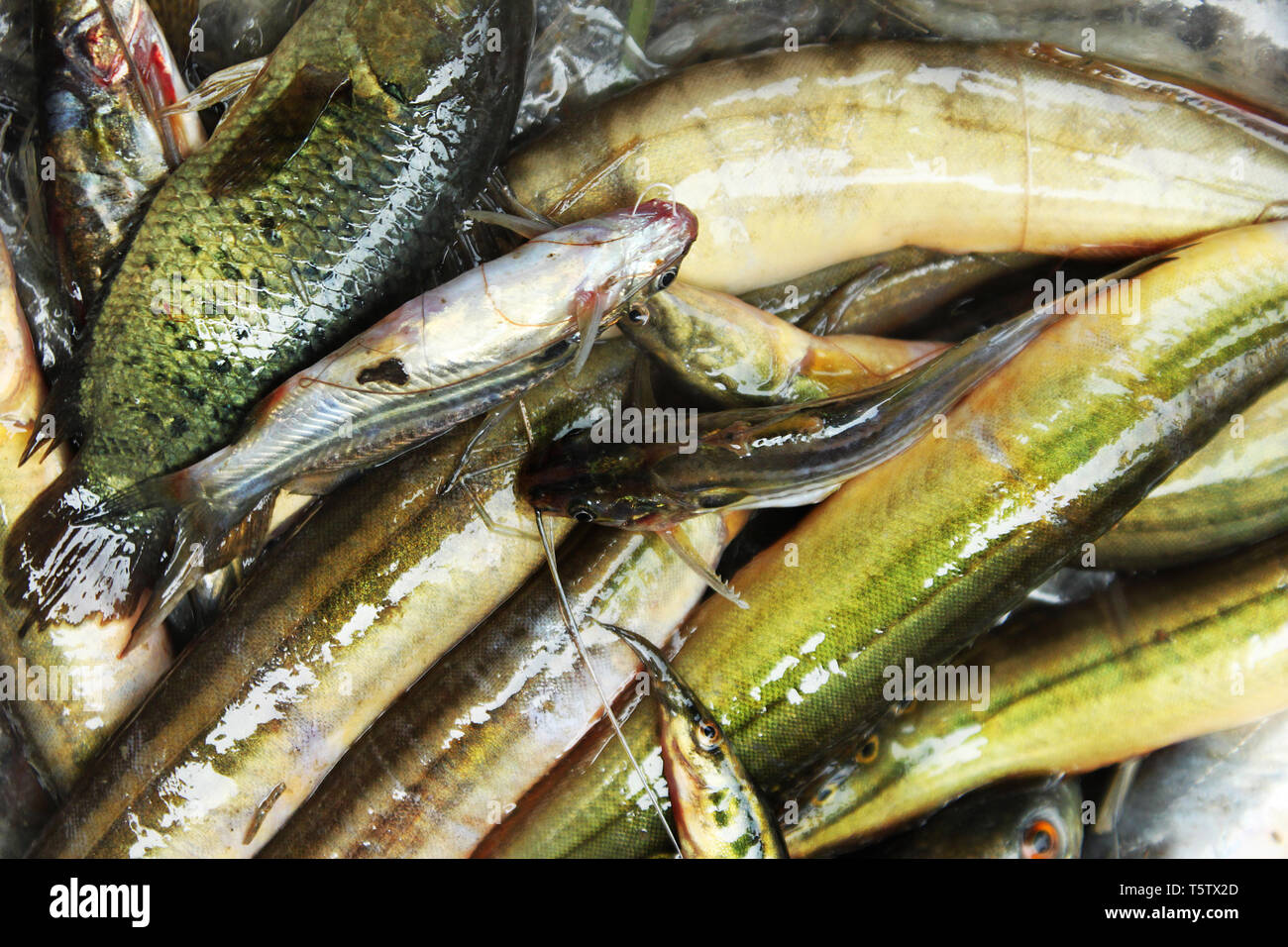 Assorted Bangladeshi local fishes. Khulna, Bangladesh Stock Photo Alamy