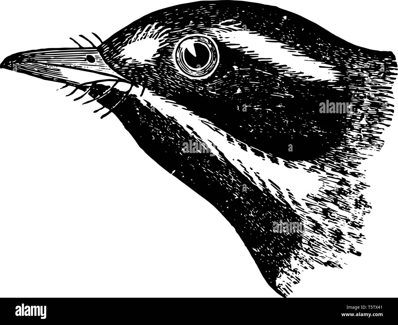 This image represents Black throated Gray Warbler vintage line drawing or engraving illustration. Stock Vector