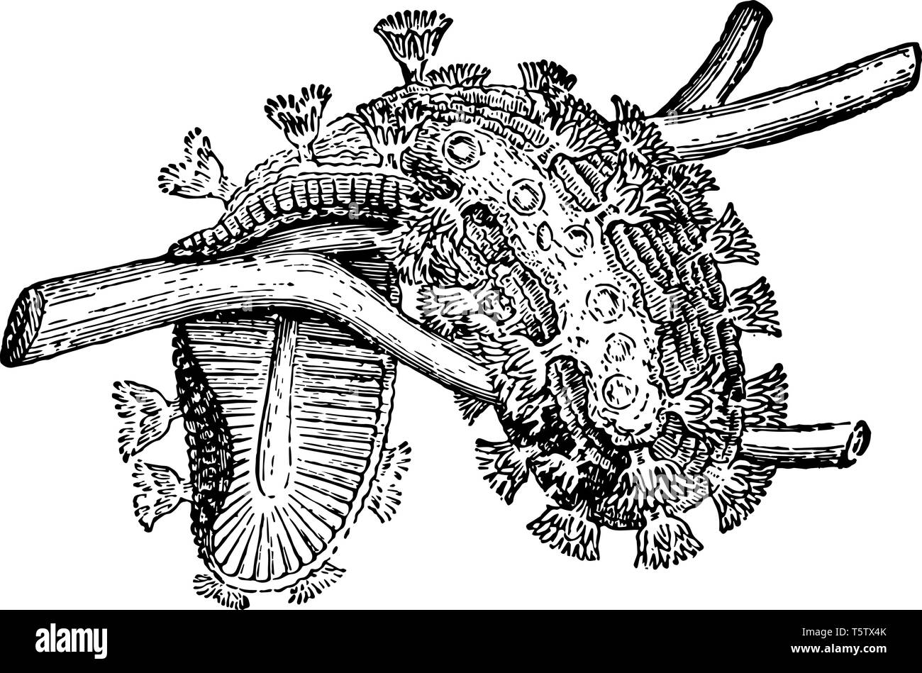 Cristatella Mucedo is a bryozoan in the family Cristatellidae and the only species of the genus Cristatella vintage line drawing or engraving illustra Stock Vector
